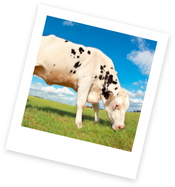 Purolatte - Laticnio Premium -