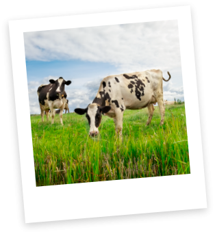 Purolatte - Laticnio Premium -